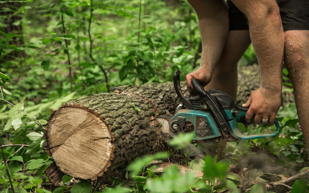 Tree Lopping