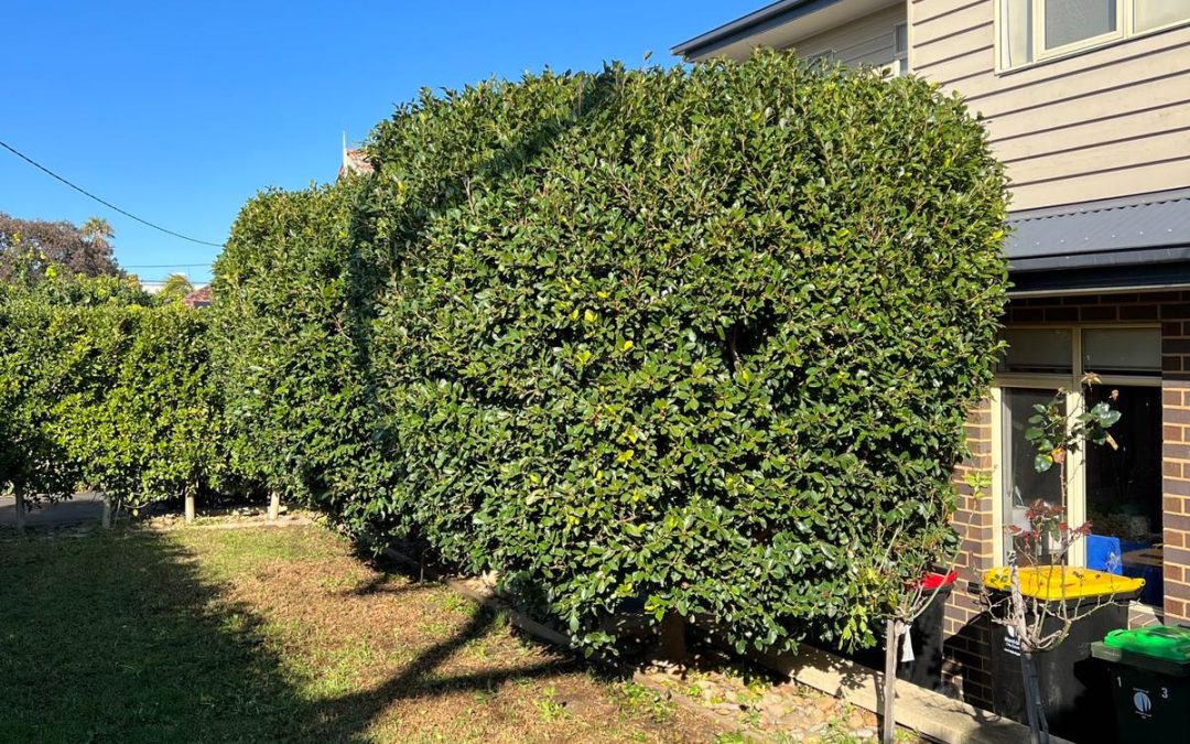 Yard Clean Ups